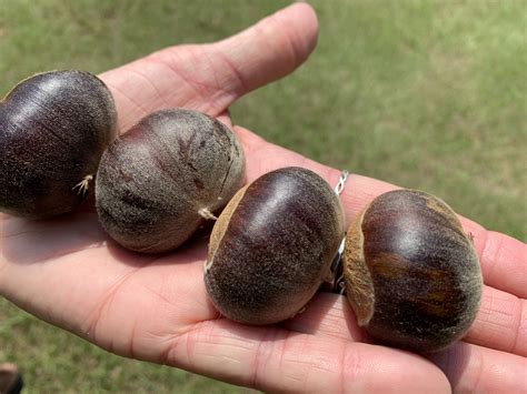 The best food plot tree is hands down the dunstan chestnut! Dunstan chestnuts are a hybridized american and chinese chestnut tree that are . . Dunstan chestnut vs chinese chestnut